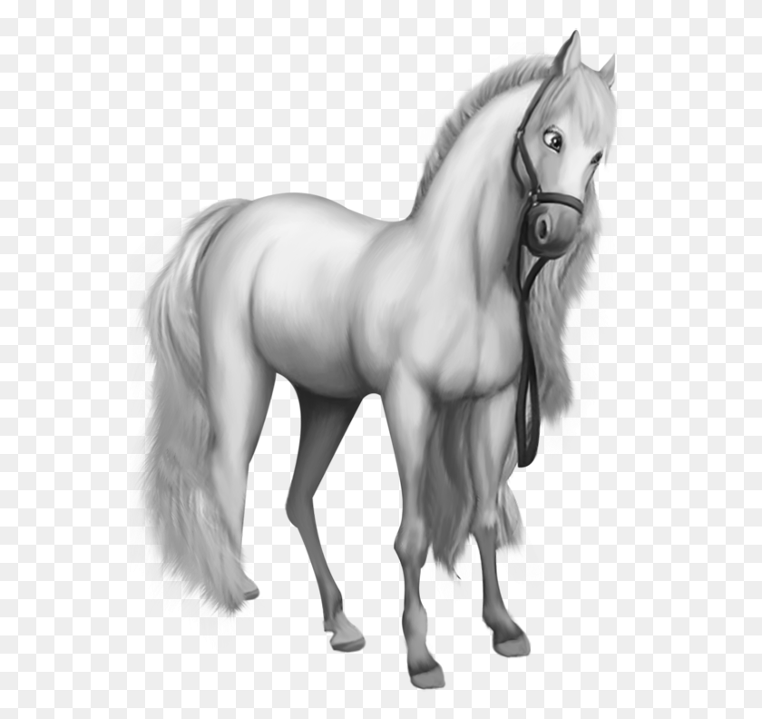 555x732 White Horse, Mammal, Animal, Colt Horse HD PNG Download