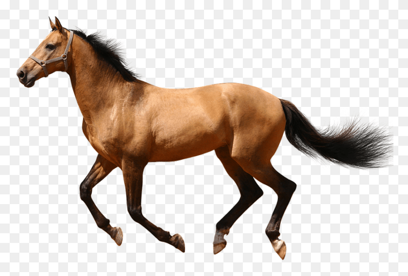 869x566 White Horse Lying Down Transparent Image Horse Image Transparent Background, Mammal, Animal, Colt Horse HD PNG Download