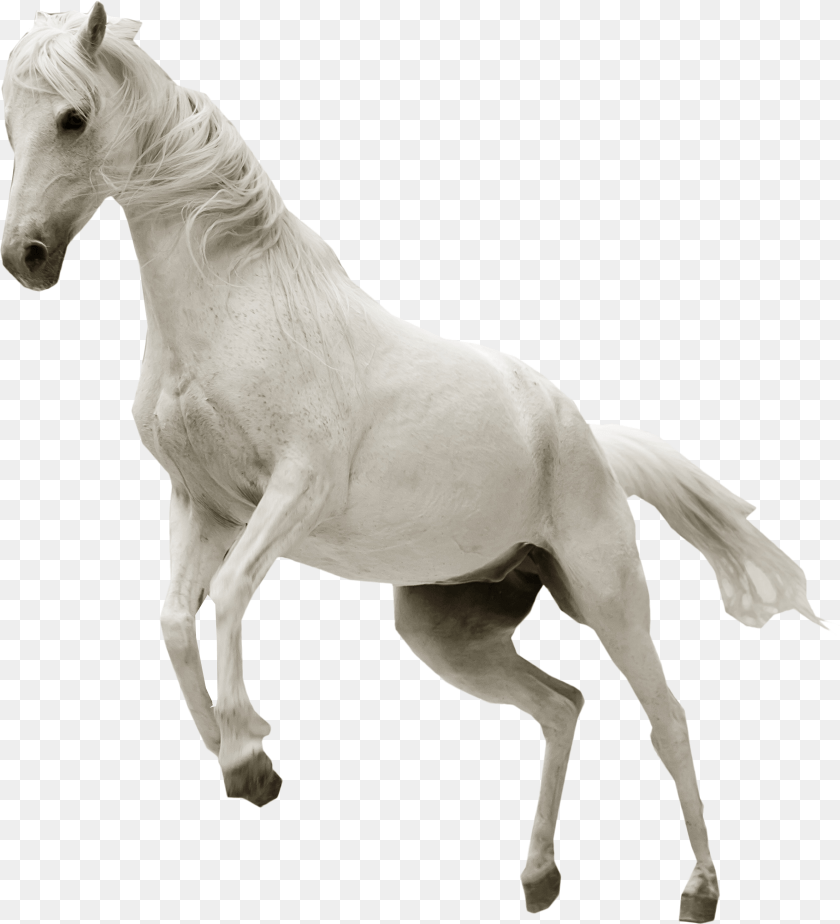 White Horse No Background, Animal, Mammal, Colt Horse, Stallion Clipart PNG