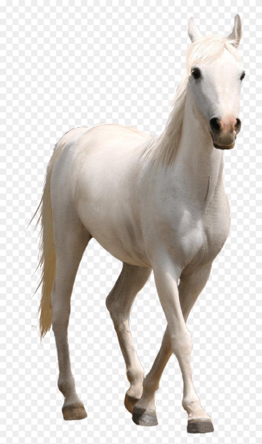 745x1362 White Horse Three Transprent Photo Running White Horse, Mammal, Animal, Stallion HD PNG Download