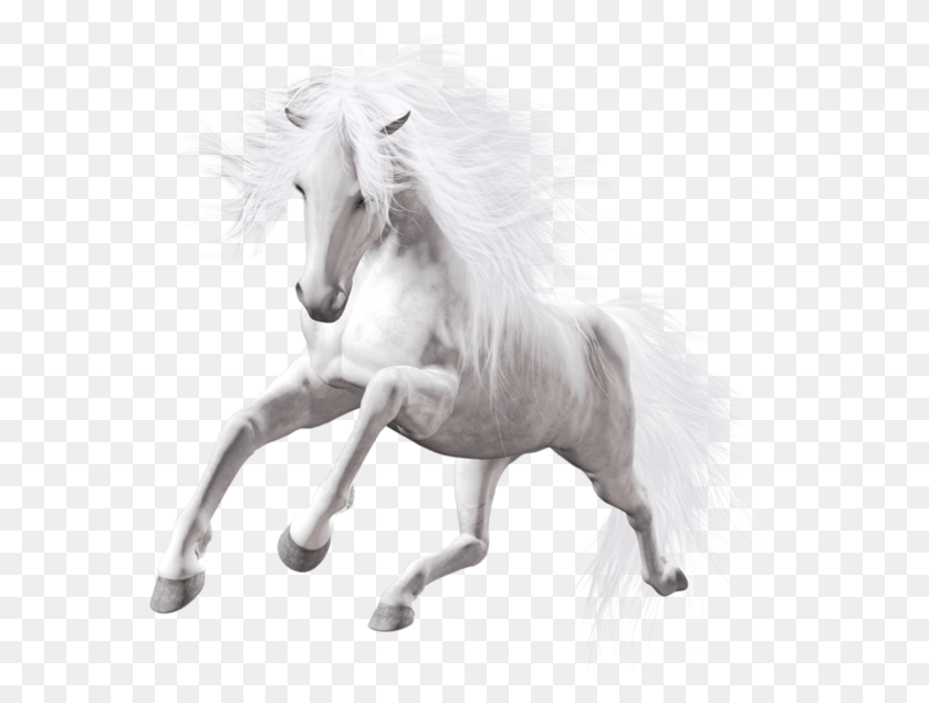 571x576 Белая Лошадь На Прозрачном Фоне, Млекопитающее, Животное, Домашнее Животное Hd Png Скачать