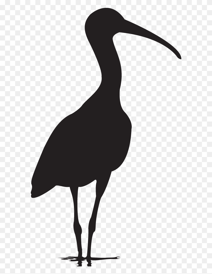 598x1022 Ibis Blanco De Aves Marinas, Ganso, Aves, Animal Hd Png