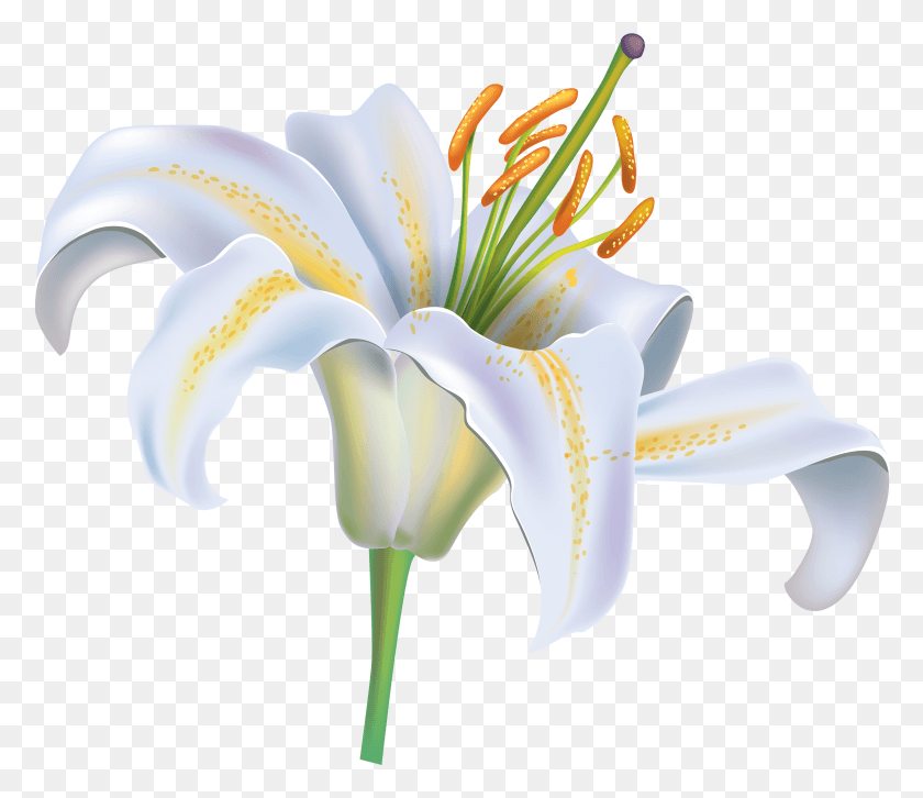 2929x2502 White Lily Flower Clipart Image White Lily Flower, Plant, Flower, Blossom HD PNG Download