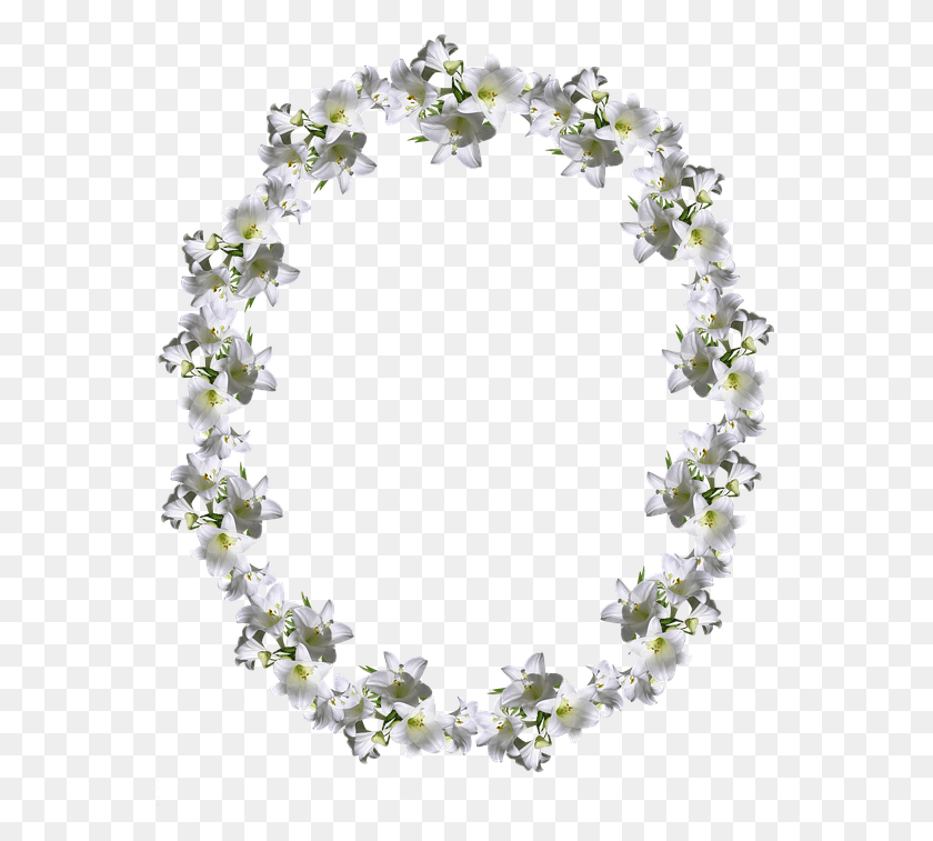561x697 White Lily Necklace, Plant, Flower, Blossom HD PNG Download