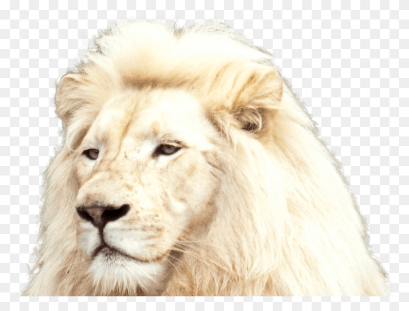 803x596 White Lion Foreground White Lion, Wildlife, Mammal, Animal HD PNG Download