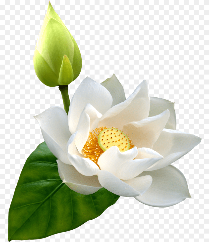 783x974 White Lotus Clip White Lotus Flower Hd, Petal, Plant, Rose, Araceae Sticker PNG