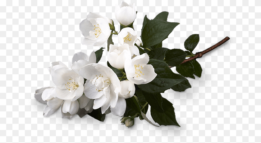 667x462 White Musk Flower, Plant, Anemone, Flower Arrangement, Flower Bouquet Transparent PNG