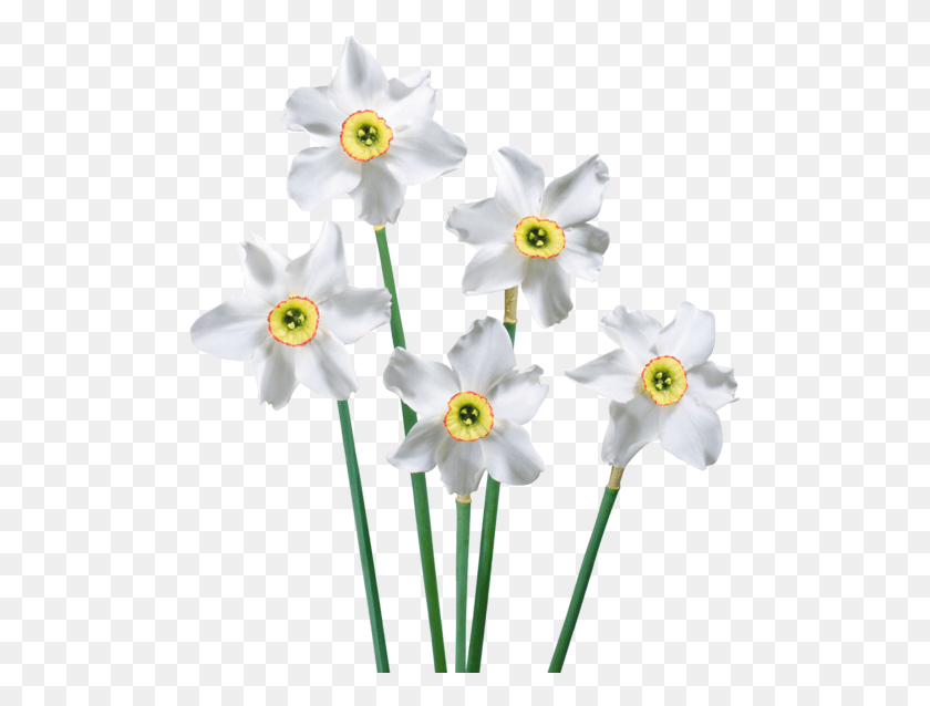 500x578 White Narcissus, Plant, Flower, Blossom HD PNG Download