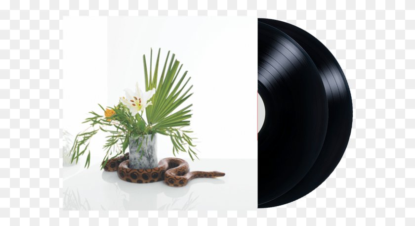 590x397 White Noise 2 Disc Vinyl Noah Gundersen, Animal, Snake, Reptile HD PNG Download