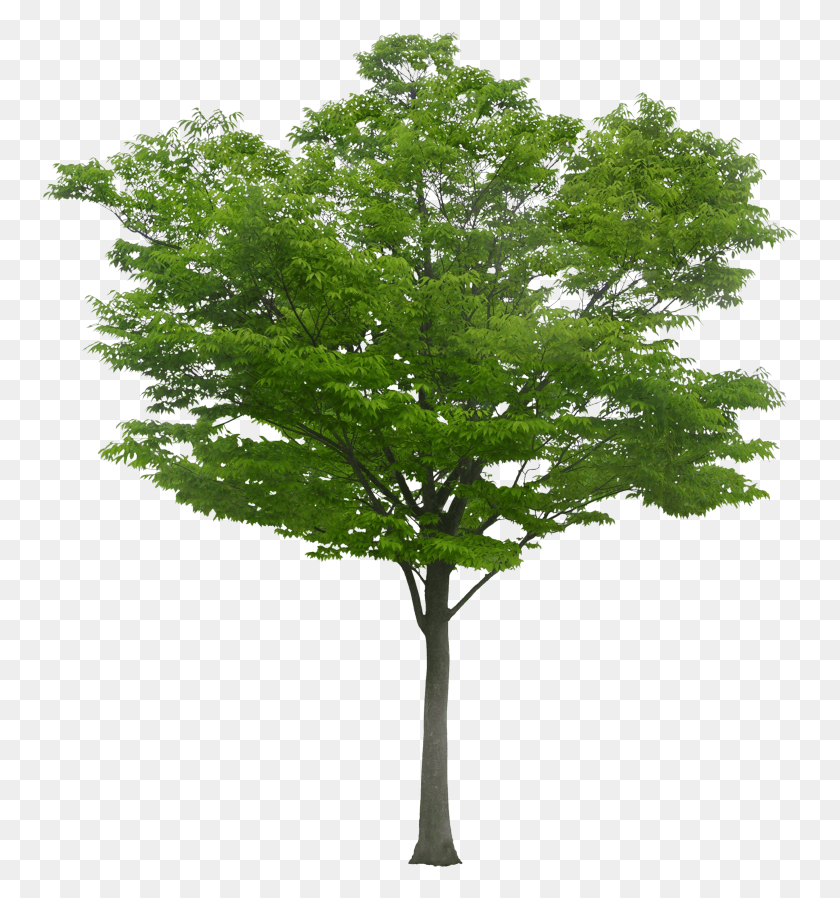 758x838 White O De Toyo Ito For Arboles Para Fachadas Tree For Architect, Plant, Maple, Leaf HD PNG Download
