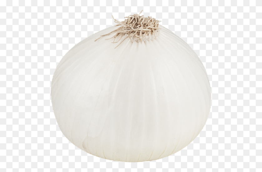 519x492 White Onion File White Onion, Plant, Vegetable, Food HD PNG Download