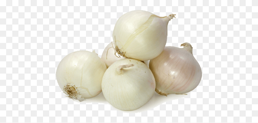479x341 White Onion Small White Onion, Plant, Vegetable, Food HD PNG Download