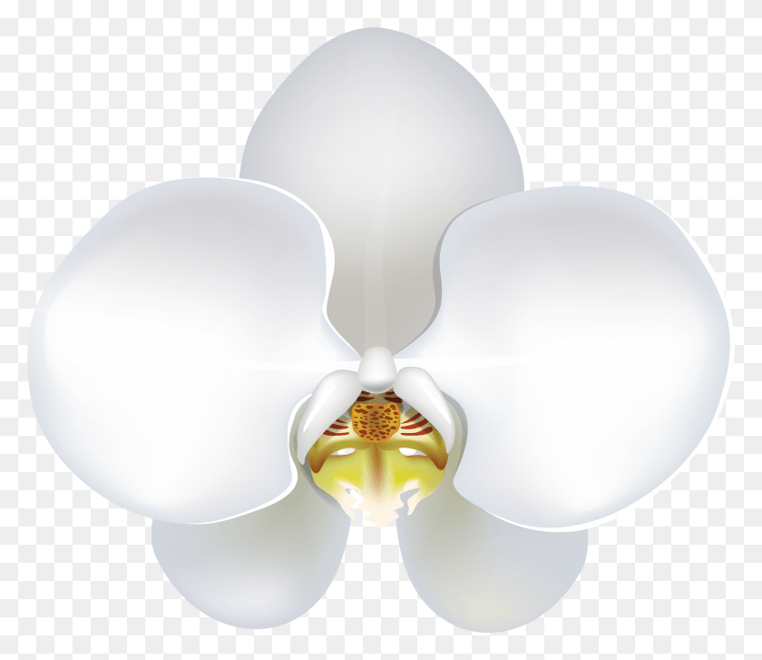 7875x6736 Flor Png / Orquídea Blanca Hd Png
