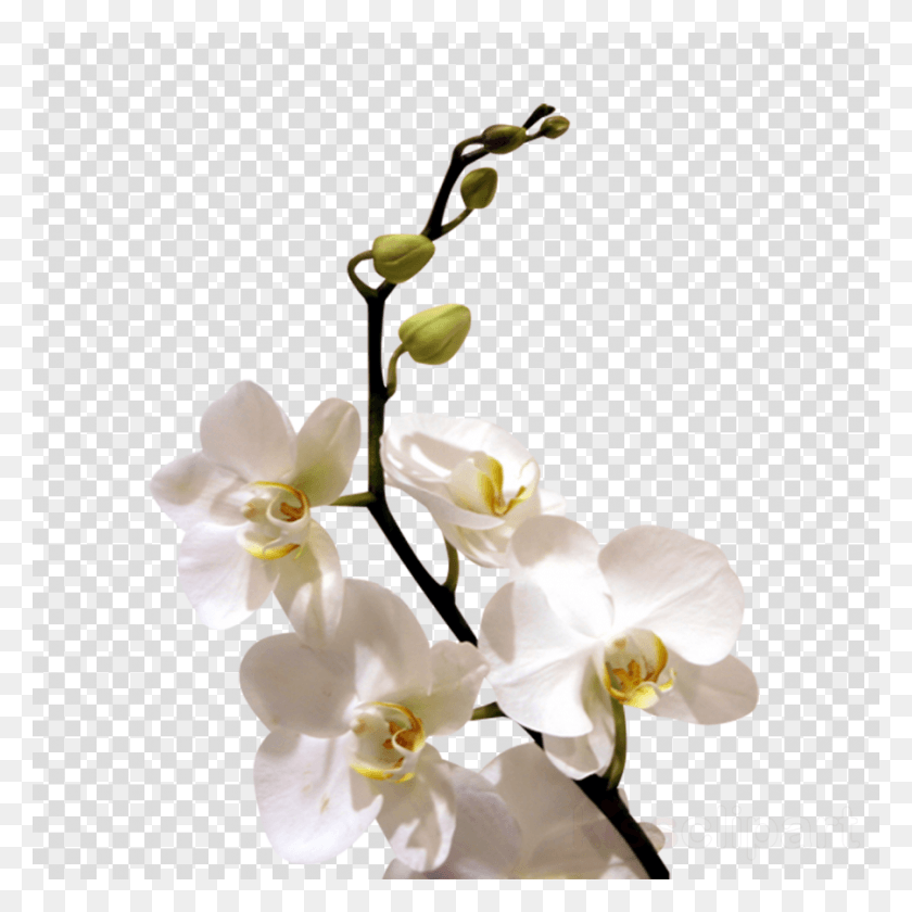 900x900 White Orchid Flower Clipart Orchids Flower Clip Talk To People Icon, Plant, Blossom, Flower Arrangement HD PNG Download