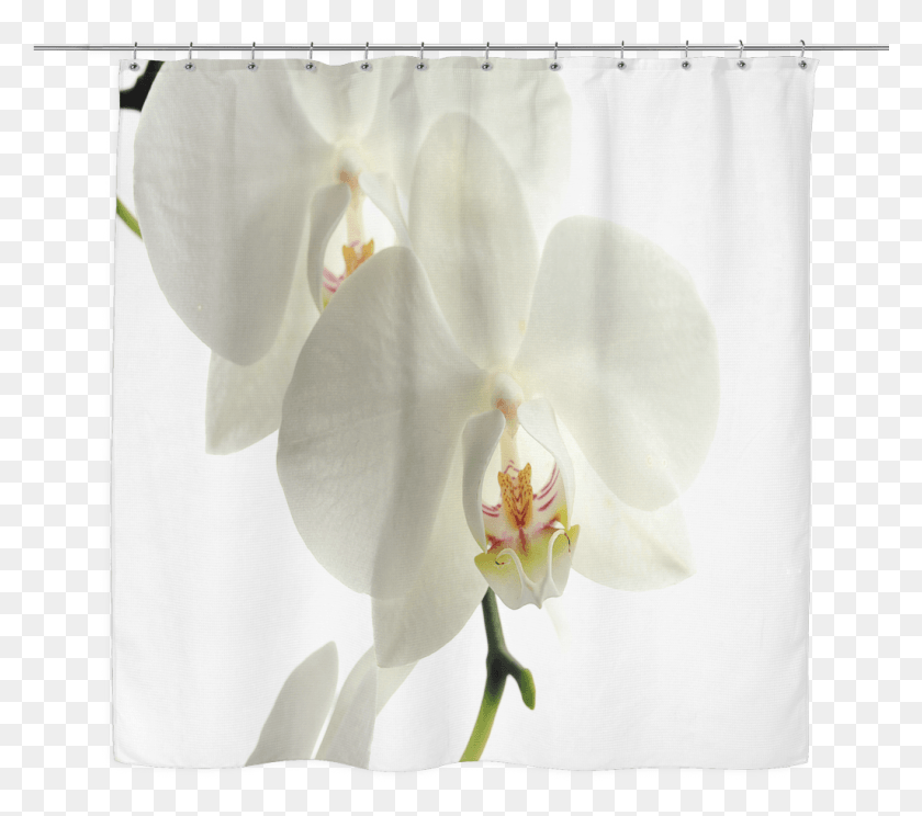 1025x899 Белая Орхидея Занавеска Для Душа Фаленопсис Сандериана, Растение, Цветок, Цветение Hd Png Скачать
