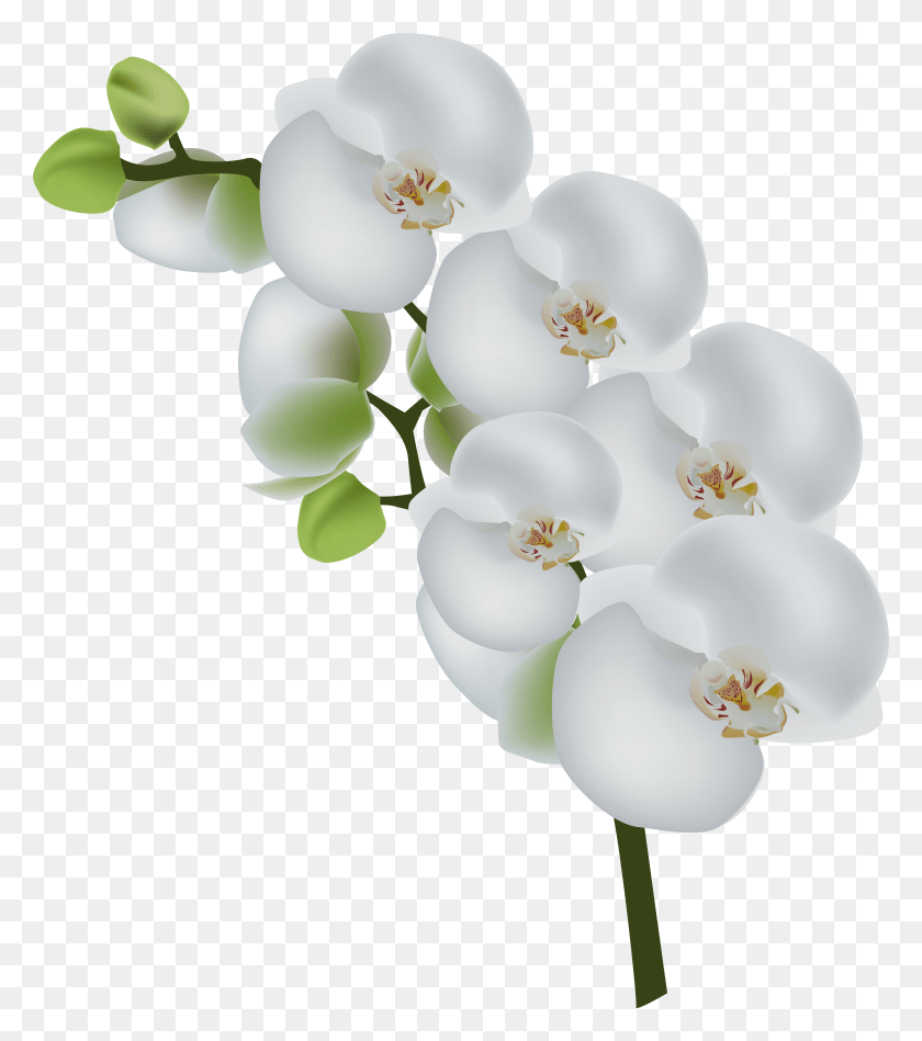 6879x7845 White Orchid Transparent Clip Art Image HD PNG Download