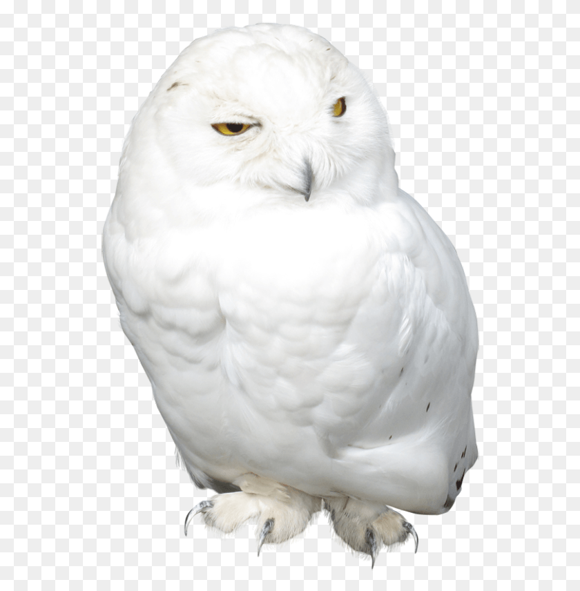 548x796 White Owl Picture Snowy Owl, Bird, Animal, Beak HD PNG Download