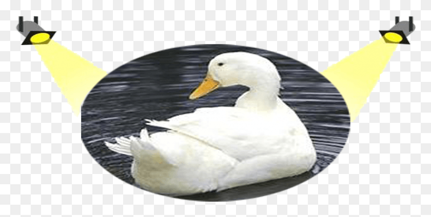 846x395 White Pekin Duck, Bird, Animal, Waterfowl HD PNG Download