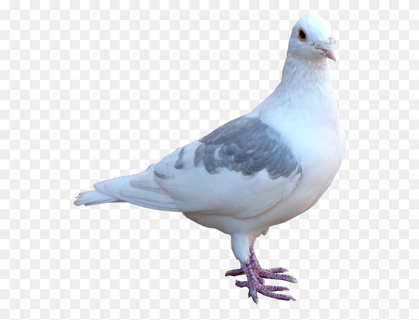 547x582 White Pigeon Image Transparent Background Bird Pigeon, Animal, Dove HD PNG Download