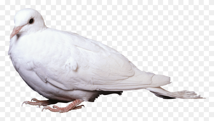 2492x1328 White Pigeon Male Dove, Bird, Animal HD PNG Download