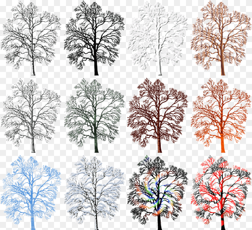 White Pine, Nature, Outdoors, Plant, Pattern Sticker PNG