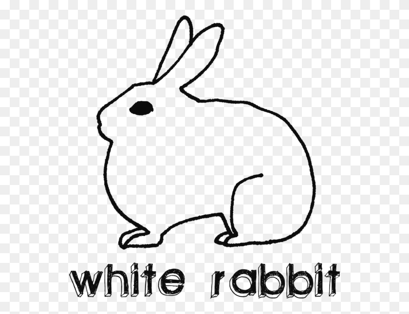 559x585 Белый Кролик, Грызун, Млекопитающее, Животное Hd Png Скачать