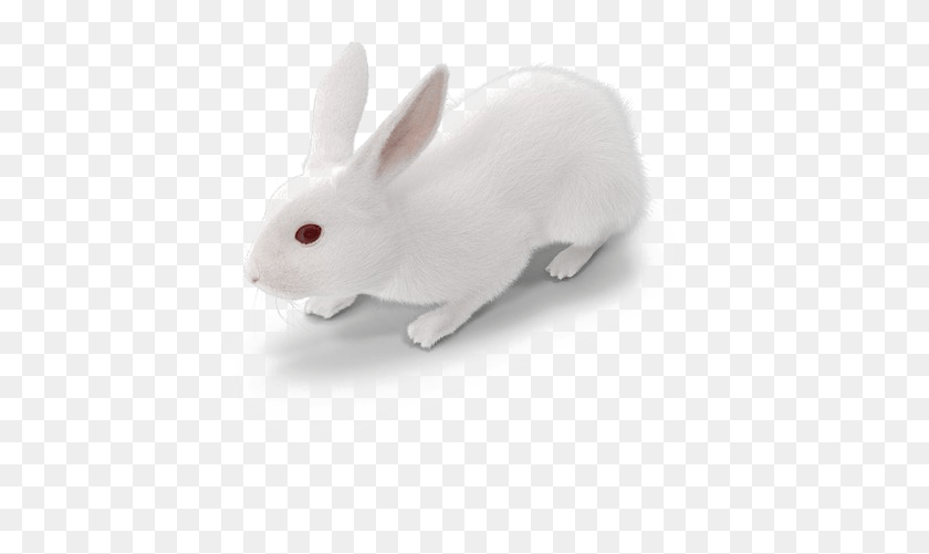 505x441 Png Белый Кролик Домашний Кролик, Грызун, Млекопитающее, Животное Hd Png Скачать