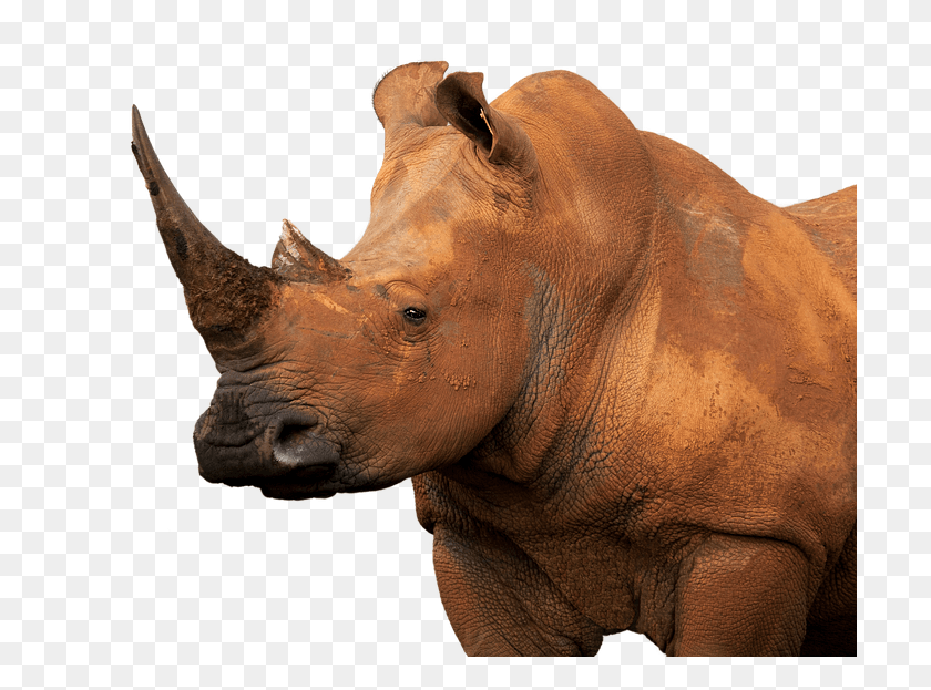 707x563 White Rhinoceros Muddy Isolated Animal Eye Face Nosoroec, Rhino, Wildlife, Mammal HD PNG Download