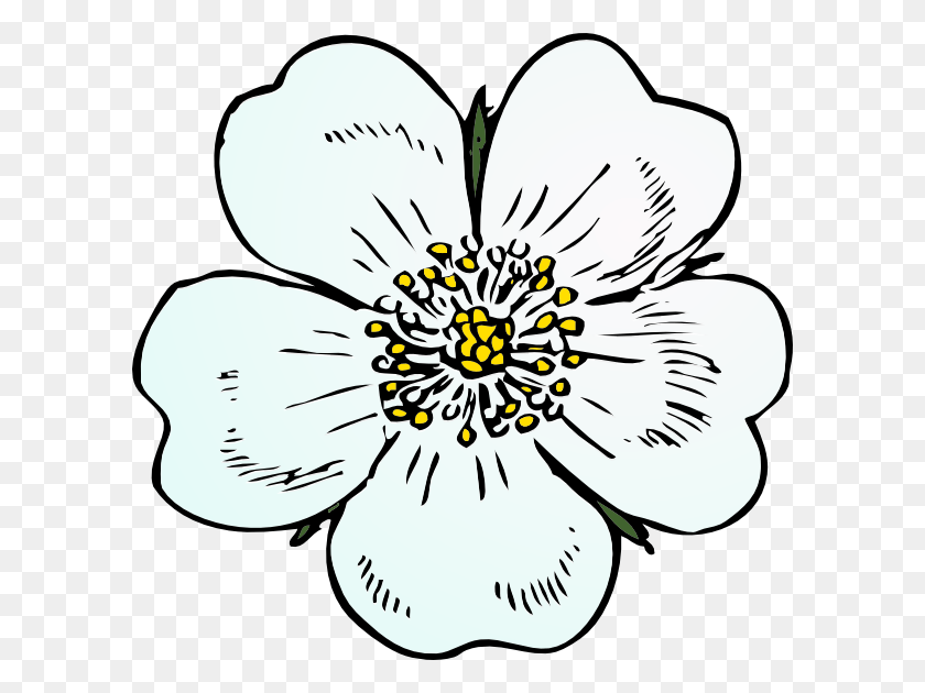 600x570 Белая Роза, Растение, Цветок, Цветение Hd Png Скачать