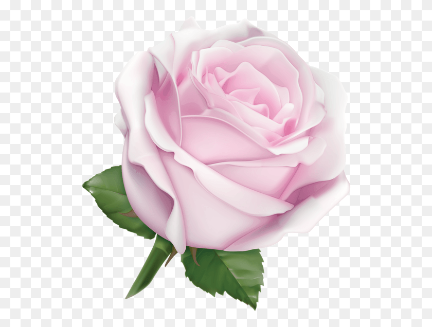 524x576 White Rose, Rose, Flower, Plant HD PNG Download