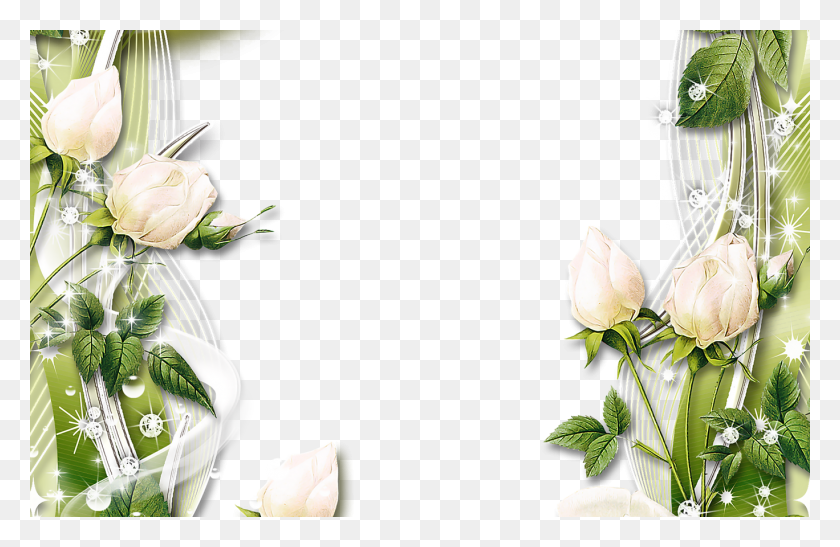 1368x855 White Rose Border Transparent, Plant, Flower, Blossom HD PNG Download