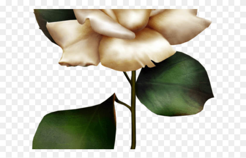 626x481 White Rose Clipart Cream Rose Cream Rose Drawing, Plant, Fungus, Mushroom HD PNG Download