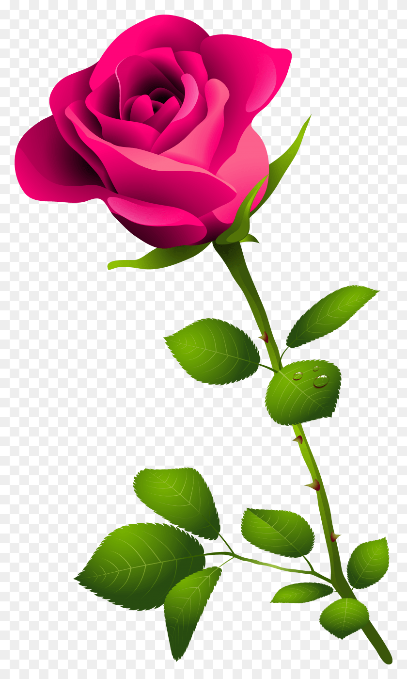 White Rose Clipart Format Pink Rose Images, Plant, Rose, Flower HD PNG Download