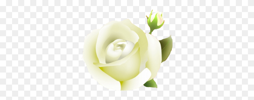 302x271 White Rose Clipart Guldasta Roses Background, Rose, Flower, Plant HD PNG Download