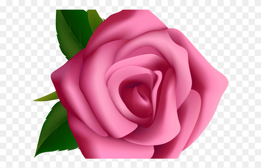 631x481 Белая Роза Розовые Цветы Роза Клипарт, Цветок, Растение, Цветение Hd Png Скачать