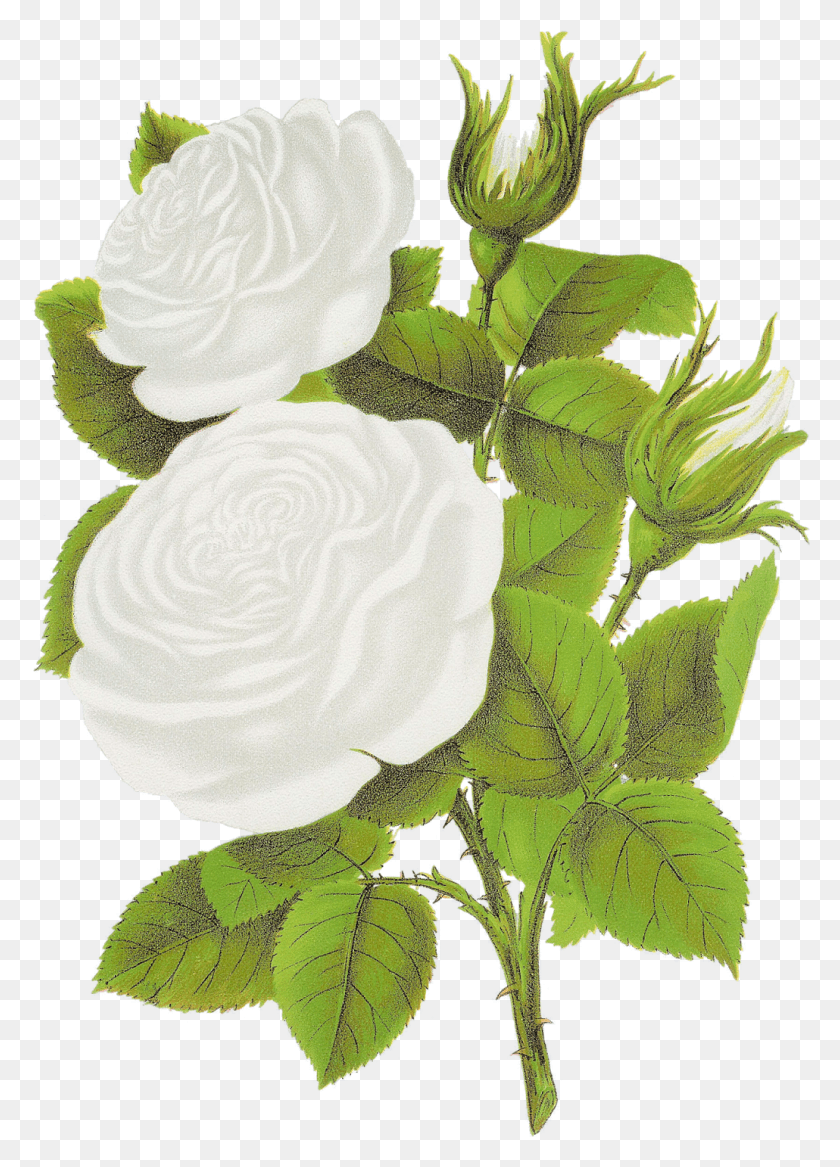 Белая роза арт