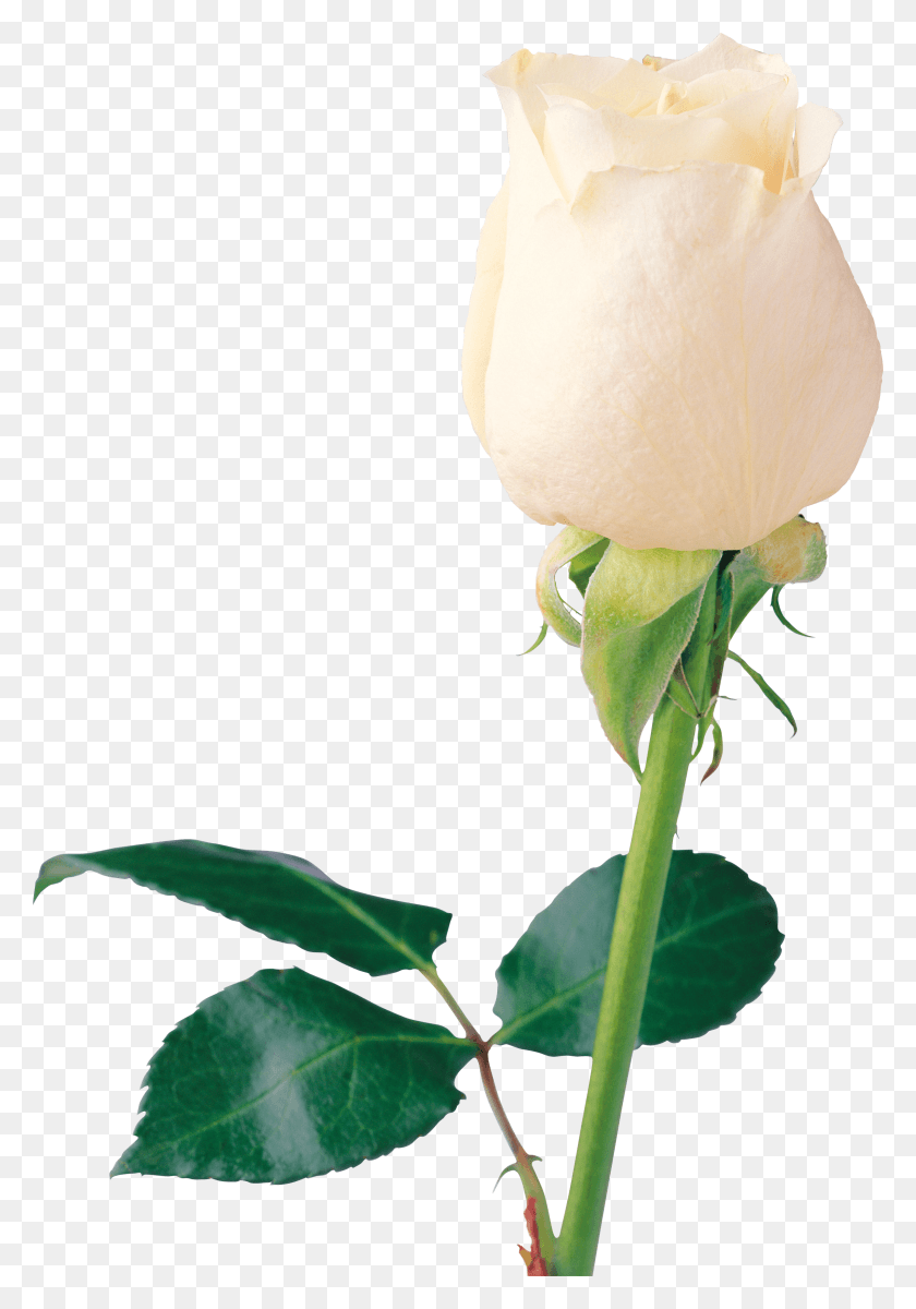 2384x3486 Descargar Png Flor De Rosa Blanca Imagen De Rosa Blanca Sola Rosa Blanca, Rosa, Planta, Flor Hd Png