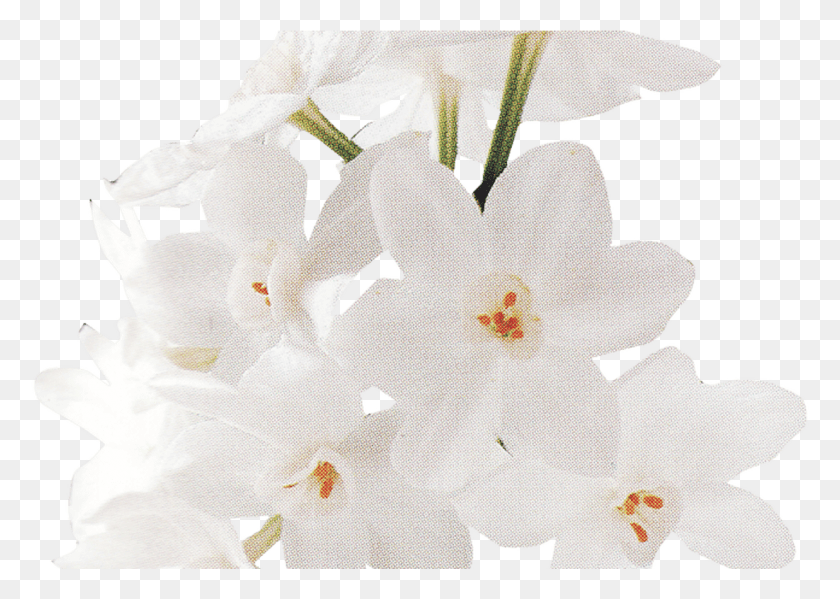 1238x856 Белые Розы Людиpngcom, Растение, Цветок, Цветение Hd Png Скачать
