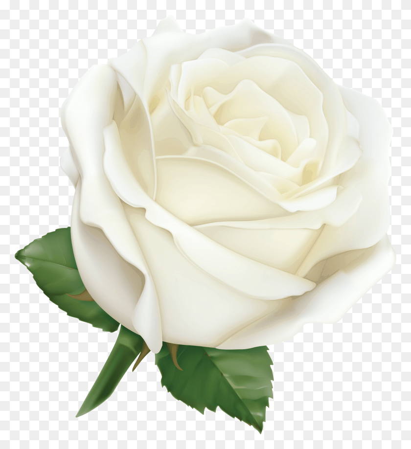 5462x6010 White Rose Pink Rose White Roses Pink Roses Thanks My Lovely Wife HD PNG Download