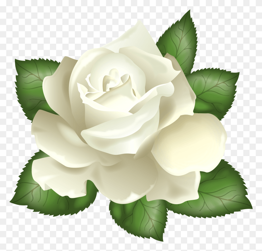 4913x4690 White Rose Transparent Clip Art Picture White Rose Transparent Background HD PNG Download