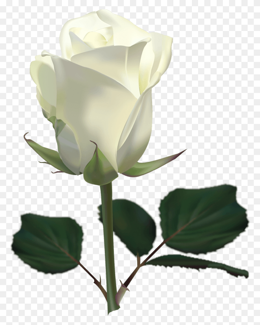 1033x1310 White Rose Transparent Image White Rose Images, Rose, Flower, Plant HD PNG Download