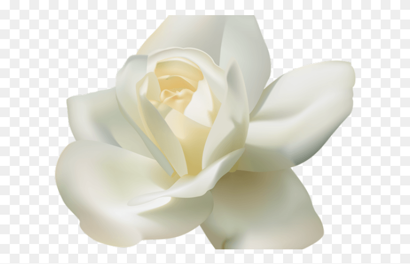 620x481 Белая Роза На Прозрачном Фоне 3 Белые Розы, Роза, Цветок, Растение Png Скачать