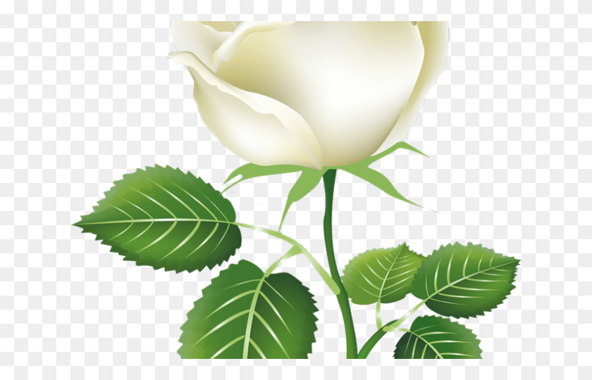 640x480 White Rose Transparent Images Whatsapp Good Morning Pics Sunday, Rose, Flower, Plant HD PNG Download