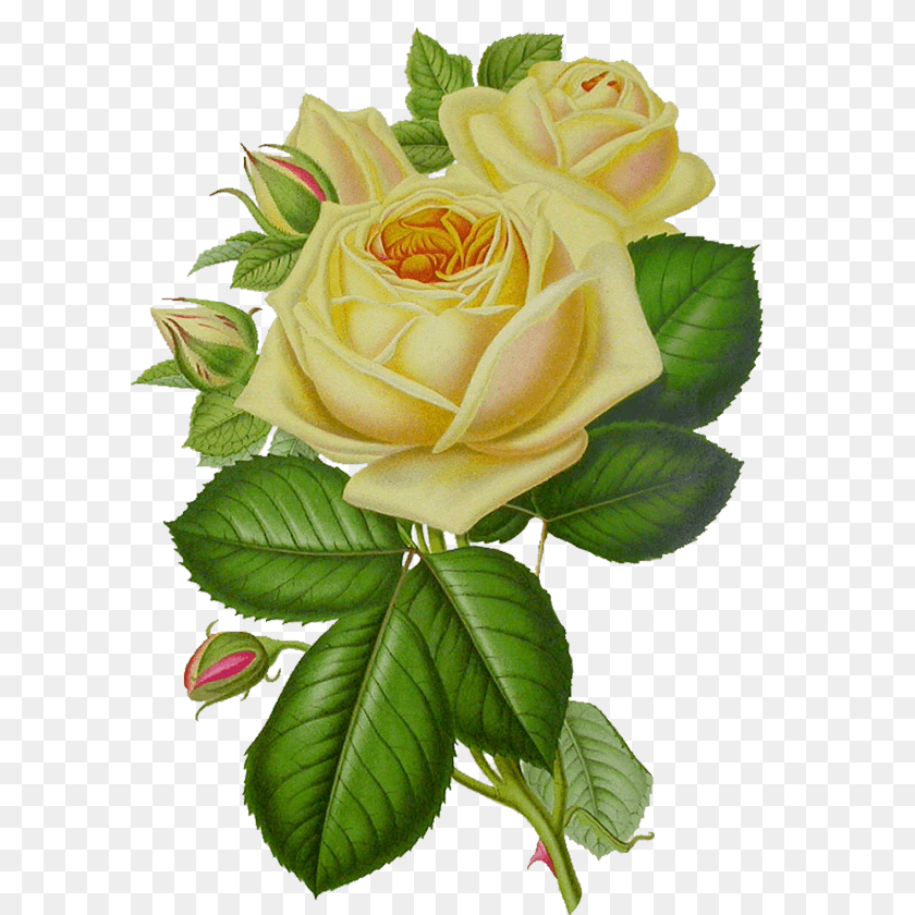 600x840 White Rose Vintage, Flower, Plant, Leaf Sticker PNG