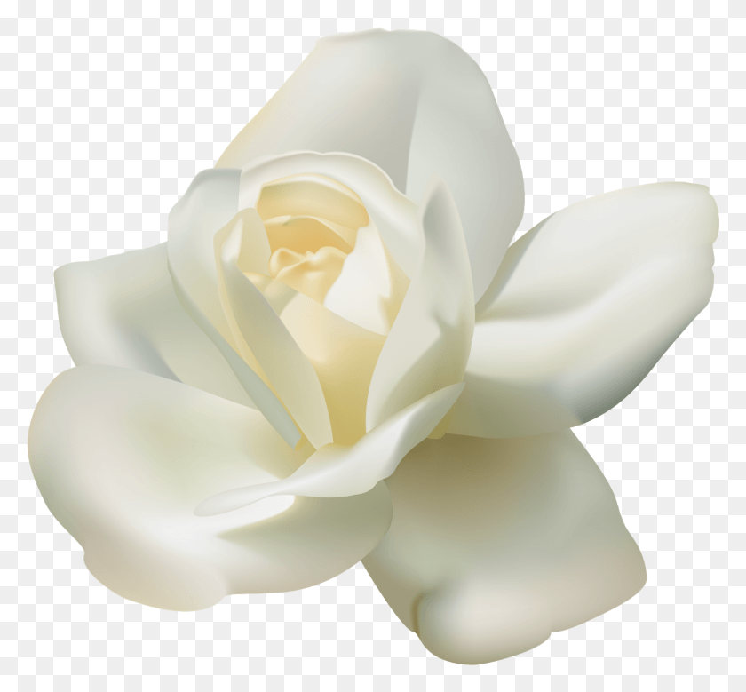 1541x1422 White Rose White Rose Transparent, Rose, Flower, Plant HD PNG Download