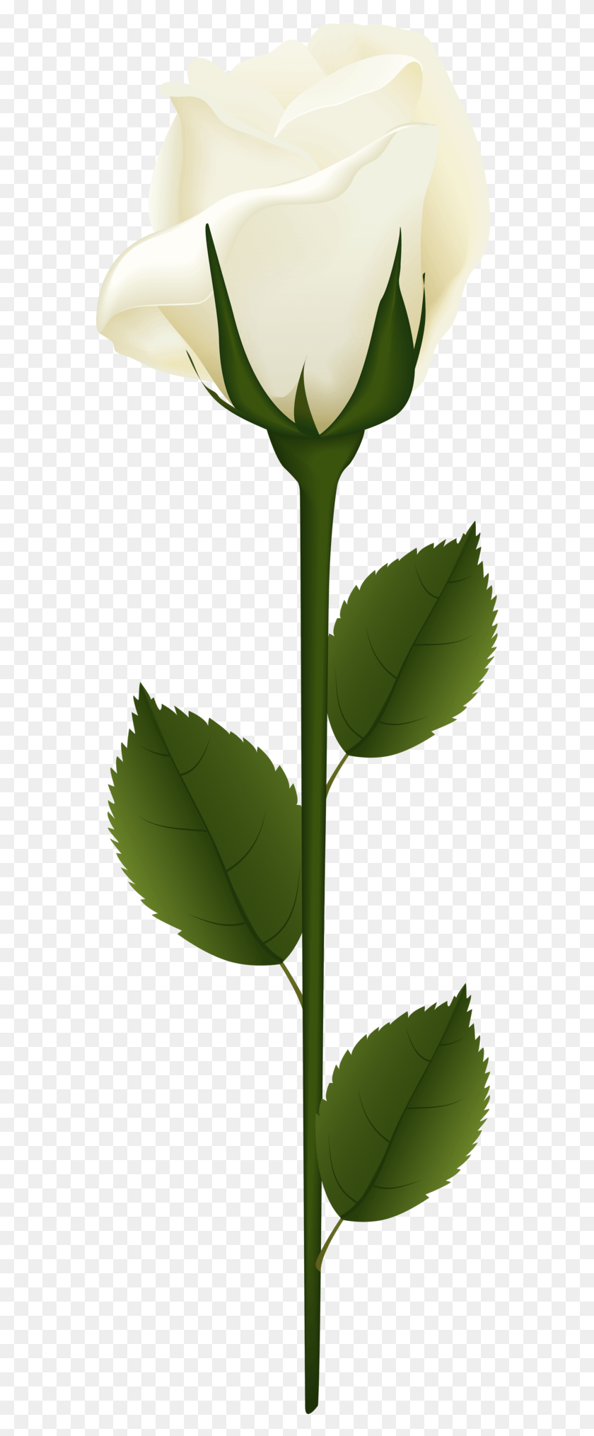 571x1970 White Rose With Stem, Leaf, Plant, Veins HD PNG Download