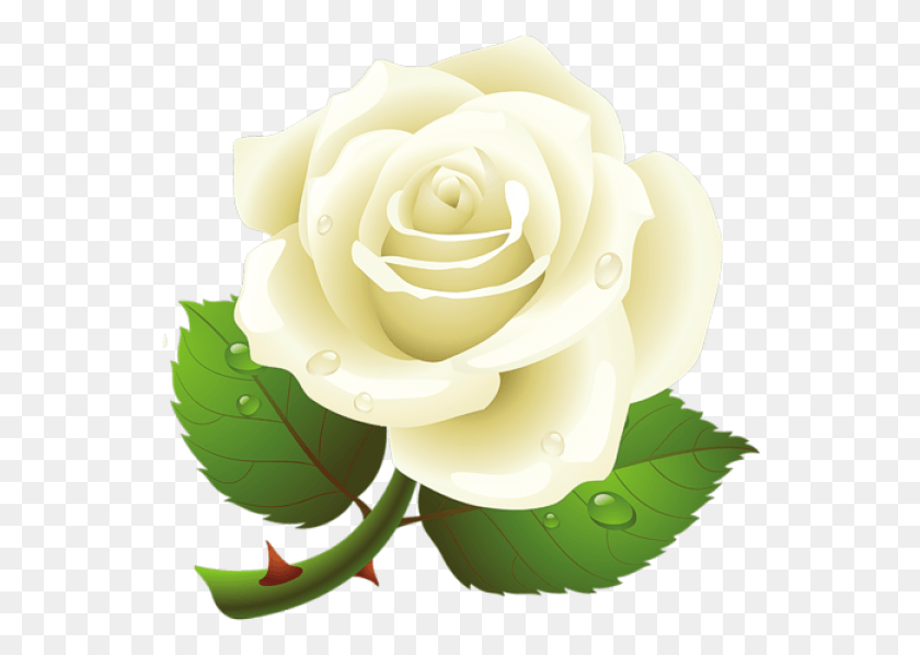 550x538 White Roses Free Rose Vector, Flower, Plant, Blossom HD PNG Download