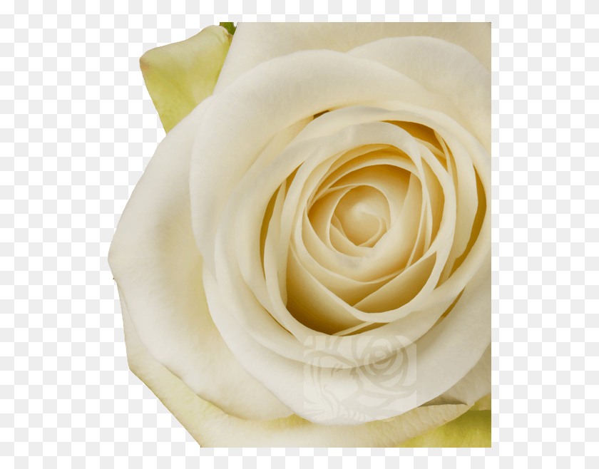 539x598 Белые Розы Садовые Розы, Роза, Цветок, Растение Hd Png Скачать
