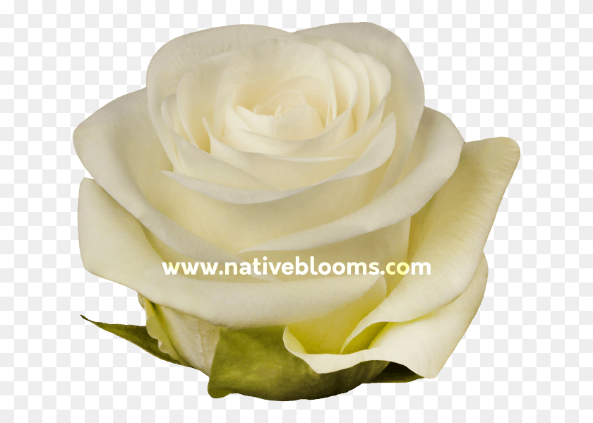 637x539 Las Rosas Blancas, Las Rosas De Jardín, Rose, Flor, Planta Hd Png