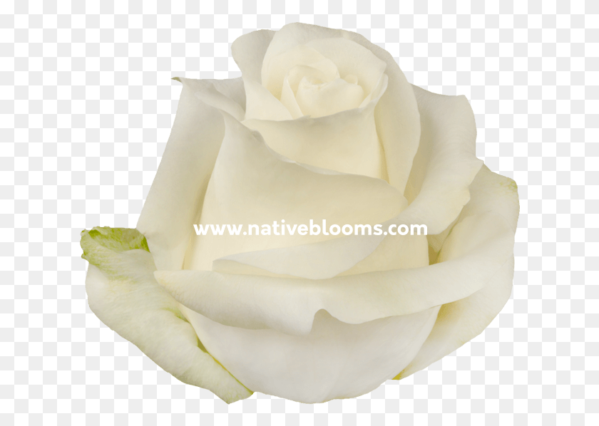 618x538 White Roses Garden Roses, Rose, Flower, Plant HD PNG Download